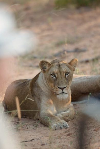 kruger afrique safari