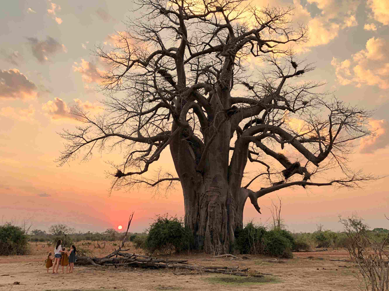Safari : un séjour Out of Africa en famille en Zambie