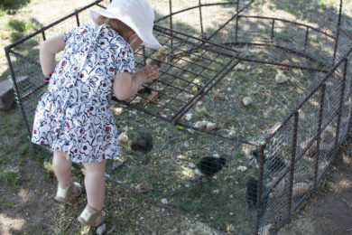 Salföld Manor ferme animaux