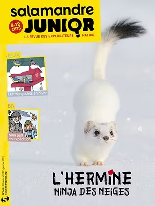 magazine salamandre junior