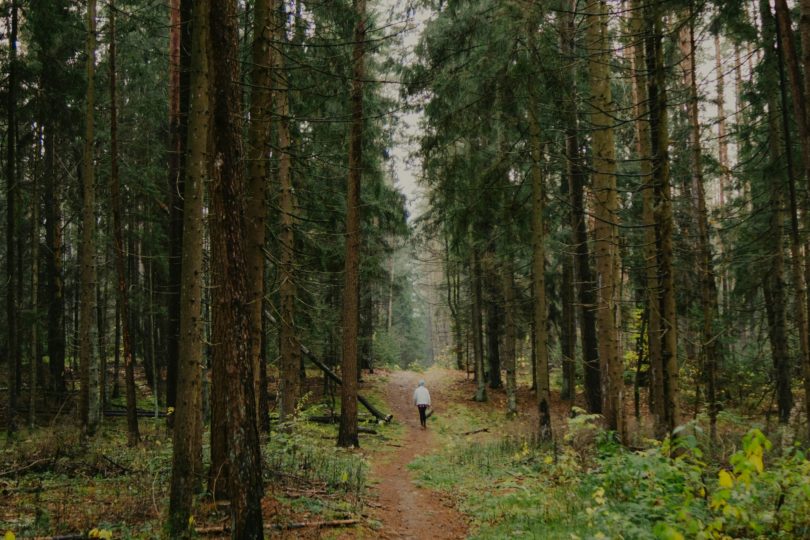 Bain de forêt : la tendance slow du Japon qui fait du bien