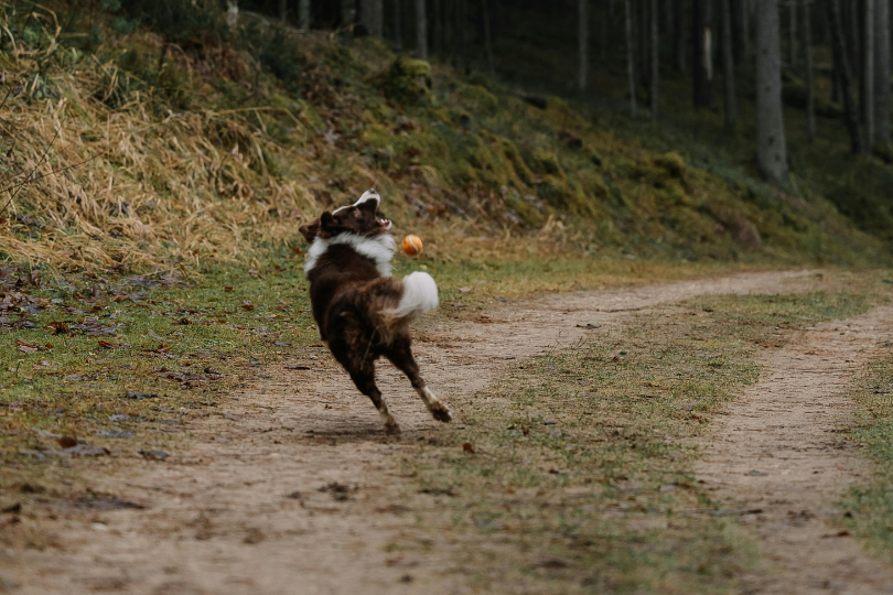 Vacances de luxe avec son chien : les meilleures adresses dog-friendly pour l’été 2026