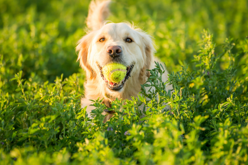 Journée mondiale du chien : comment votre animal vit-il l’arrivée d’un enfant dans la famille ?